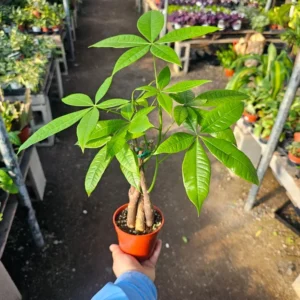 Money Tree Pachira Aquatica – 4in Pot - Low Maintenance Indoor Plant