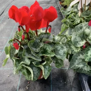 Red Cyclamen Plant 4 inch Pot - Red Persian Violet Plant