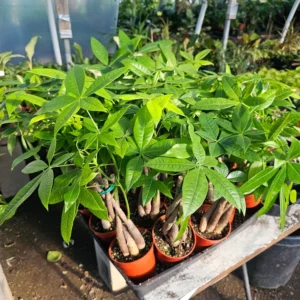 Money Tree Pachira Aquatica – 4in Pot - Low Maintenance Indoor Plant