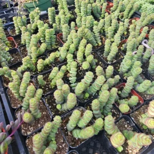 Crassula Baby Necklace - Trailing Succulent - 2in Pot