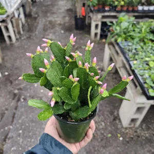 Light Pink Spring Cactus - Rhipsalidopsis gaertneri - Easter Cactus - 2in Pot