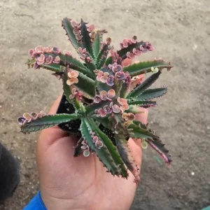 Kalanchoe Pink Butterfly - Rare Variegated Succulent - 2in Pot