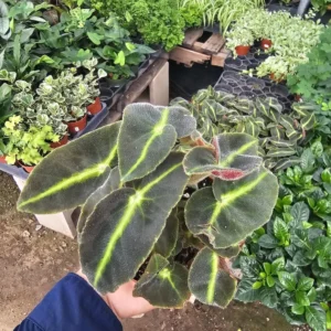 Striped Begonia - Begonia listada – Rare Houseplant – 2in Pot