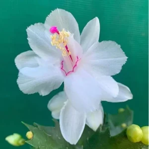 Christmas Cactus Plant Live - 2 Inch Pot - White Flowering Schlumbergera