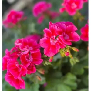 Set 2 Live Geranium Plants - 4-6 Inch - Crimson Red - Hardy Summer Blooming