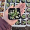 Baby Toes Succulent - Fenestraria rhopalophylla 2in Pot - Rare Plant
