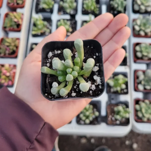 Baby Toes Succulent - Fenestraria rhopalophylla 2in Pot - Rare Plant