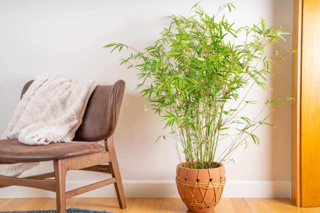 Bamboo (Bambusa), Plants That Symbolize Strength