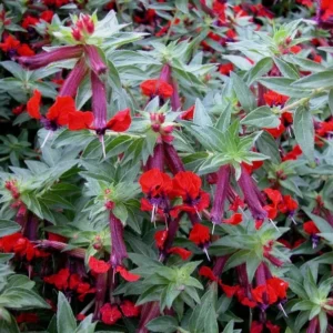 Batface Cuphea 1 Gallon Live Plant – Purple Flowers, Hummingbird Shrub