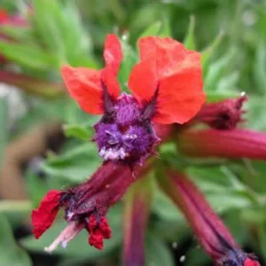 Batface Cuphea 1 Gallon Live Plant – Purple Flowers, Hummingbird Shrub