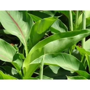 Live Basjoo Banana Plant - Cold Hardy, 2-3 Feet Tall, Fast-Growing