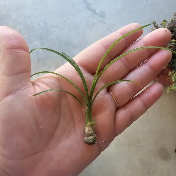 Beaucarnea Multi Ponytail Palm - 2in Pot - Rooted Cutting - Ornamental Plant