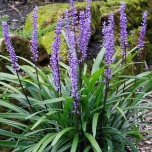 Liriope Muscari ‘Giant’ 1 Gallon Live Plant – Evergreen Border Grass, Purple Flowers