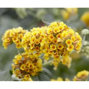 Yellow Butterfly Bush Live Plant 4-6" Tall Honeycomb Buddleia Flowers
