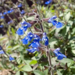 Bicolor Sage Live 1 Gallon Plant – Neon Blue Flowers, Bronze-Green Foliage