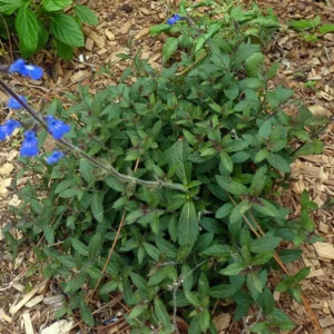 Bicolor Sage Live 1 Gallon Plant – Neon Blue Flowers, Bronze-Green Foliage