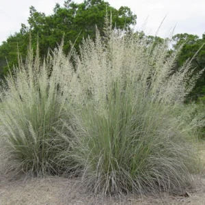 Big Muhly Grass 1 Gallon Live Plant – Silver Blooms, Evergreen, Drought-Tolerant