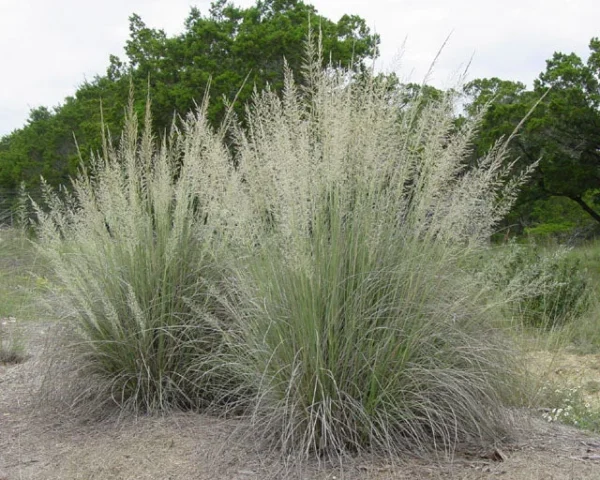 Big Muhly Grass 1 Gallon Live Plant – Silver Blooms, Evergreen, Drought-Tolerant