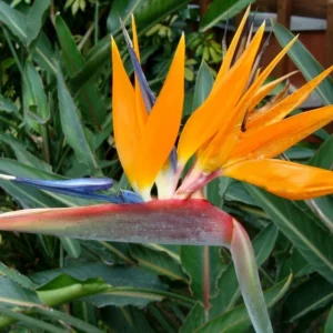 Bird of Paradise Plant - Strelitzia reginae - Rooted Plant - 3