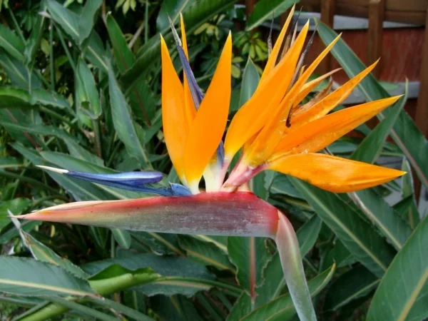 Bird of Paradise Plant - Strelitzia reginae - Rooted Plant - 3" Pot