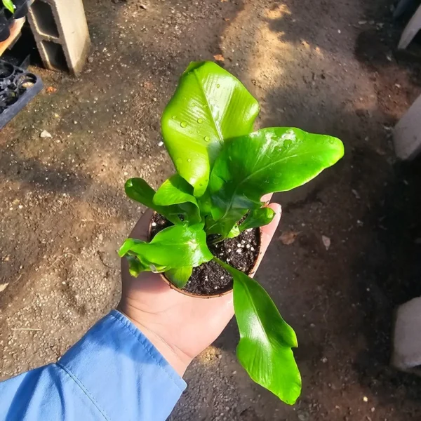 Bird's Nest Fern Asplenium nidus - 2in Pot - Lush Tropical Plant