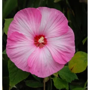 Live Pink Hibiscus Moscheutos Plant - 5 to 9 Inch Tall - Hardy Perennial - Hibiscus Pink Swirl