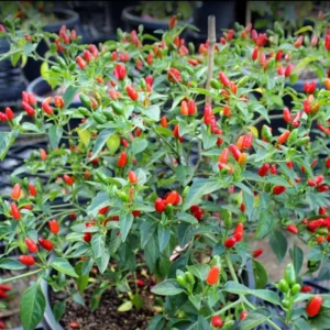 Chile Pequin Live Plant in 4 Inch Pot – Hot Pepper for Landscaping & Edible Uses