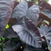 Black Coral Elephant Ear Plant Live Starter Plant Taro 6 inch