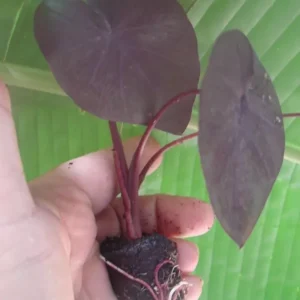 Black Coral Elephant Ear Plant Live Starter Plant Taro 6 inch