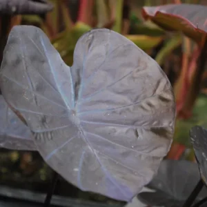 Black Coral Elephant Ear Plant Live Starter Plant Taro 6 inch