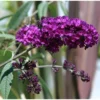 Black Knight Butterfly Bush Live Plant 4-6" Tall | Buddleia Flowers |