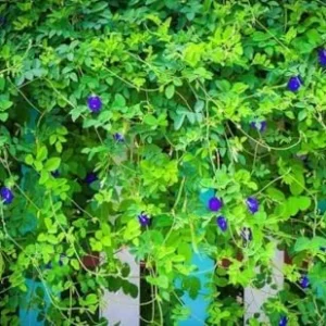 Blue Butterfly Pea Plant - Live Clitoria Flower Vine - Clitoria Ternatea Plant 4 Inch Pot