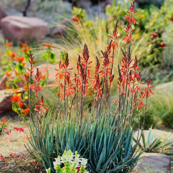 Blue Elf Aloe 1 Gallon Live Plant – Orange Flowers, Drought-Resistant, Succulent