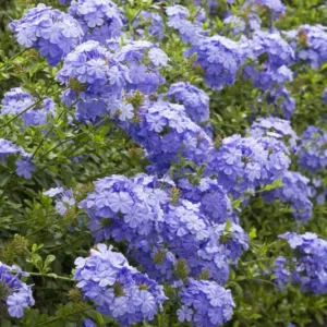 Blue Plumbago Live 1 Gallon Plant – Sky Blue Flowers, Deer-Resistant, Full Sun