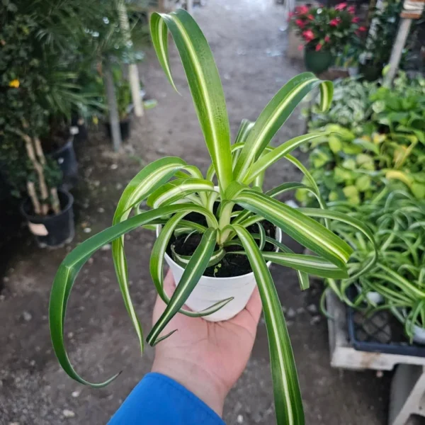 Bonnie Curly Spider Plant - 2in Pot - Lush Indoor Houseplant