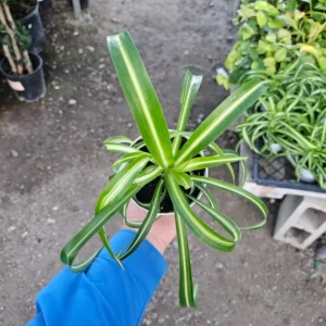 Bonnie Curly Spider Plant - 2in Pot - Lush Indoor Houseplant