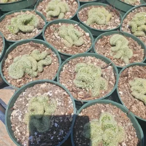 Brain Cactus - Mammillaria Elongata Cristata - 4in Pot - Rare Crested Cactus
