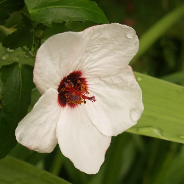 Brazilian Rock Rose Pavonia Fully Rooted 1 Gallon Plant – Pink Flowers, Deer-Resistant