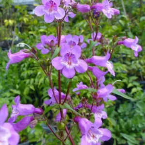 Brazos Penstemon 1 Gallon Live Plant – Purple Flowers, Attracts Hummingbirds