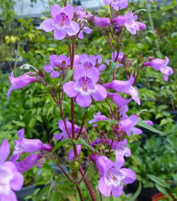 Brazos Penstemon 1 Gallon Live Plant – Purple Flowers, Attracts Hummingbirds