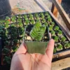 Buddha’s Temple Crassula Pyramidalis - Rare Succulent - 2in Pot