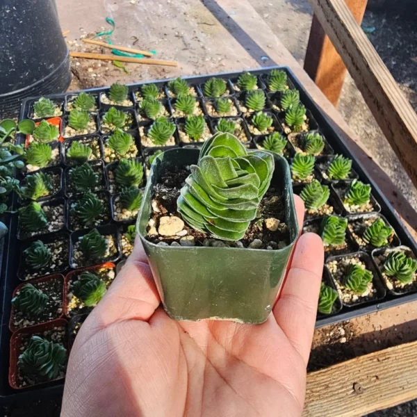 Buddha’s Temple Crassula Pyramidalis - Rare Succulent - 2in Pot