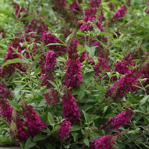 Butterfly Bush 'Chrysalis Pink' Live 1 Gallon Plant - Compact, Fragrant, Butterfly Attracting