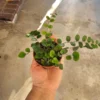Button Fern - Pellaea Rotundifolia – Indoor Plant – 2in Pot