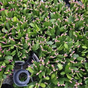 Light Pink Spring Cactus - Rhipsalidopsis gaertneri - Easter Cactus - 2in Pot