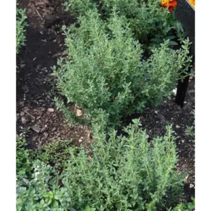 2 Live French Thymes Plants - 3 to 5 Inches - Hardy Garden Herb