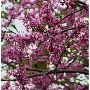 3 Eastern Redbud Trees - 12 to 18 Inch Bare Root, Hardy Redbud Plant, Pink Purple Flowers