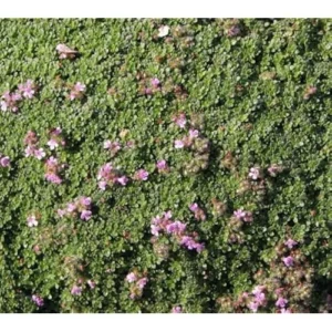2 Red Creeping Thyme Plants - Live Ground Cover, 4-inch Pot