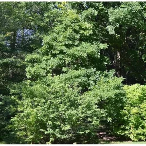 2 Sassafras Tree Seedlings - 12 to 18 Inch Bare Root - Hardy Shrub