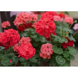 Live Geranium Plant Pelargonium Geranium Plant- 4 to 6 Inch - Red Flowers - Hardy & Fragrant